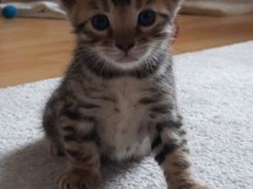 Aus einer traumhaften Verpaarung sind aus unserem