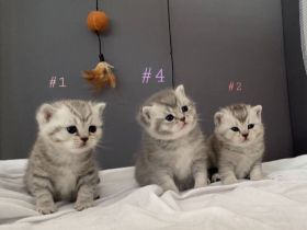 An alle Katzenliebhaber ♥️ Meine Katze (reinrassige BKH