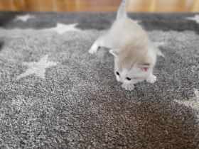 4 Mädchen abzugeben frühestens mit 12 Wochen. Bei der