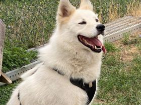 Für Arko suchen wir die Nadel im Heuhaufen!