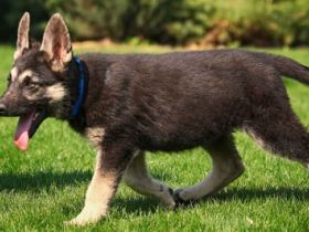 Unsere Welpen (3 Hündinnen und 3Rüden)suchen eine