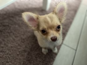 Hallo wir haben noch einen Rüden 15 Wochen abzugeben.