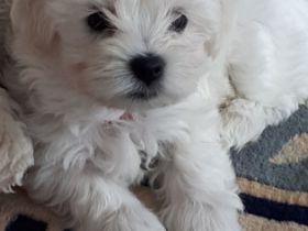 Süßer kleiner Bichon frise Welpe ist nun 12 Wochen alt