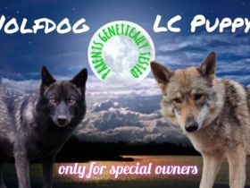 Wir freuen uns sehr Ihnen unsere Welpen vorstellen zu