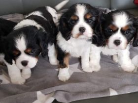 Wir suchen ein liebevolles zuhause für unser Fellknäuel