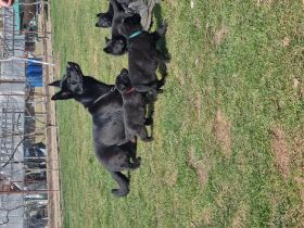 Wunderschöne schwarze Hunde Welpe Weiblich sucht ab