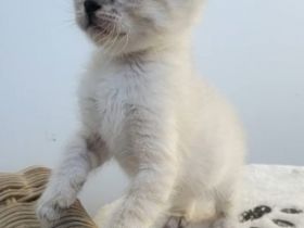 Am 10.03.2022 haben wir 5 wunderschöne Babys bekommen.