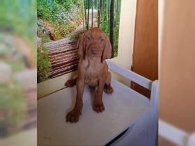 Liebe Hundefreunde, ist noch ein reinrassiger Magyar