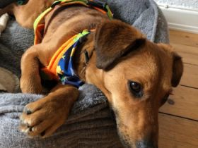 Allen Ginsberg, Der süße Allen ist ein hübscher