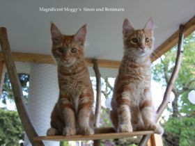 Für Sinon und Benimaru suchen wir noch ein passendes