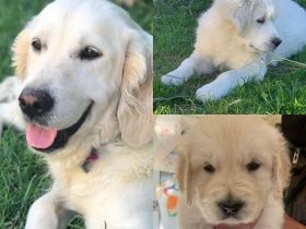 Sophie und Bianco sind Eltern von reinrassigen Welpen