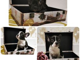 Französische Bulldogge, Welpen