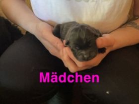 Ich habe kleine Chow Chow Welpen in der Farbe schwarz.