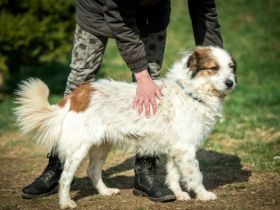 Oliver Alter: geb. ca. 01.03.2015 Größe: ca. 50 cm