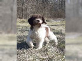 Hallo liebe(r) Lagotto Freund(e), Wir sind GANA (w) und