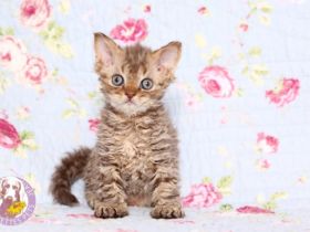 WURFANKÜNDIGUNG !!! Bald ist es soweit. Wir erwarten im