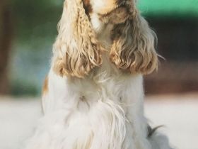 Kleine Liebhaberzucht englischer Cockerspaniels. Wir