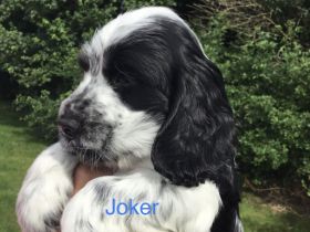 Kleine Liebhaberzucht englischer Cockerspaniels. Wir