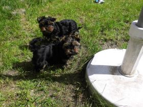 Traumhaft schöne Yorkshire Terrier Rüden suchen