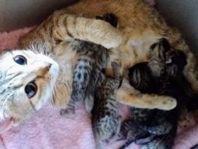 Unsere liebe Bengal- Savannah- Katze bekommt Babys von