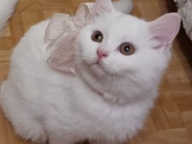 Unsere hübsche Katze hat am 14.01.2022 fünf gesunde,