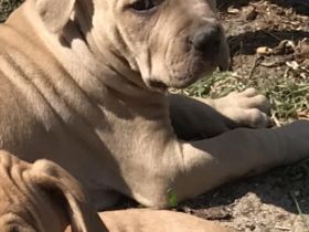 Wir haben noch Welpen in den Farben rot und Champagner.