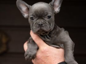 5 kleine blaue süsse Welpen, alles Hündinnen, suchen