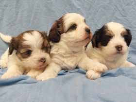 Unsere Kleinen sind Zwergpudel x PekaChi- Mischlinge