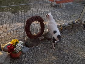 Katzenpension Eisenlauer