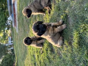 Leonberger vom Schloss Warlitz - Die erstklassige
