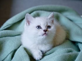 Am 05.03.22 hat unsere Katze 5 zuckersüße und gesunde