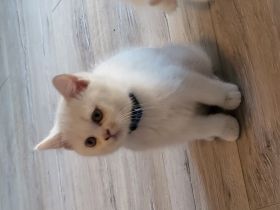 Diese 6 wunderschöne kitten suchen ein neues zu Hause ♡