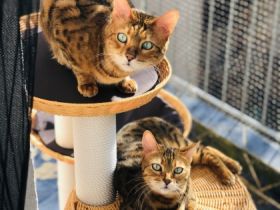 Wotan und Walli, Hallo ihr Lieben, schweren Herzens