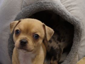 Hallo lieber Hundefan, am 17.03 hat unsere Hundemami