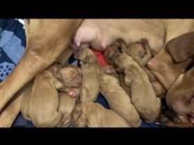 Unsere Hündin hat am 24.04.2022 Nachwuchs bekommen es