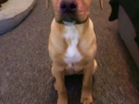 Unsere kleine Doggenmix Hündin Neele sucht wegen