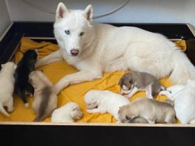 Guten Tag, Am 26/03/2022 hat unsere Husky Hündin 10