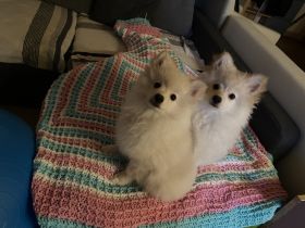 Hallo, Wir verkaufen unseren Wurf vom 11.01.2022. Wir