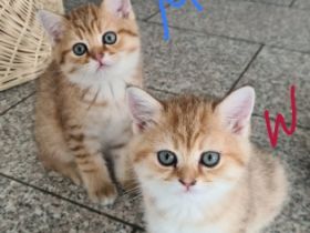 Unser Bal?m hat 5kleine Mäuse auf die Welt gebracht sie