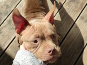 American Bully Hündin, Aus persönlichen Gründen muss