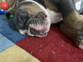 Geboren am 07.03.22 Inkl.Ahnentafel ,gechipt ,mehrfach