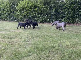 ABGABEBEREIT!!! Am 19.4.2022 hat unsere Bonnie 10