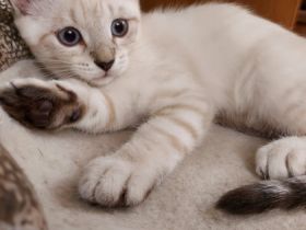 Hallo, Wir haben noch ein Katzenbaby von unserer Siam