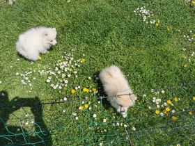 Guten Tag, Wir verkaufen unsere Pomeranian Zwergspitz.
