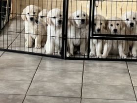 EINE HÜNDIN sucht noch eine liebevolle Familie. Sie ist