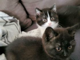 Guten Tag Unsere Pia hat 2 wunderschöne Kitten zur Welt