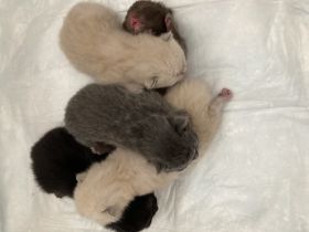 am Ostermontag hat uns unsere Boncuk 5 gesunde Kitten