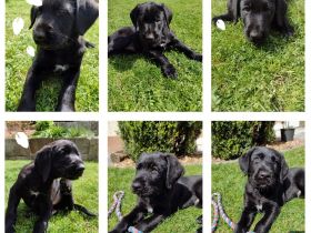 Hallo.suchen für unsere schäfermischlingswelpen ein