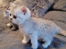 Liebe zukünftige Katzenbesitzer, unsere reinrassige BKH