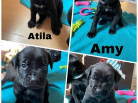 Fünf süße Welpen (2 Weibchen und 3 Rüden) suchen ein